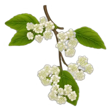 Viburnum chains for human health. sticker