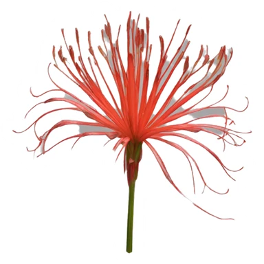 lycoris radiata sticker