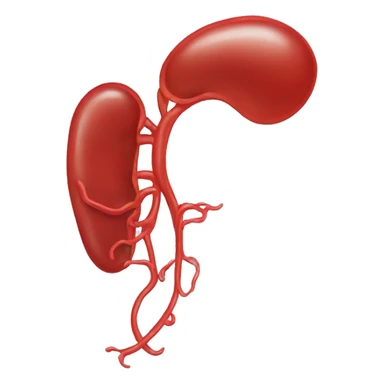 Human kidney sticker