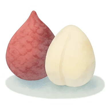 salak fruit, watercolor style, soft edges, natural colors, artistic, no background sticker