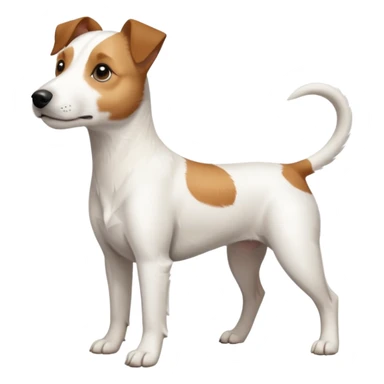 a full body slightly chubby white parson russell terrier looking dog the size of a kelpie with light brown long ears and a light brown patch on one eye and a large snout. the rest of the dog is completely whiteforward facing sticker
