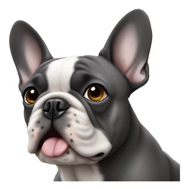 Dark gray French bulldog male, hazel eyes, one ear sticker