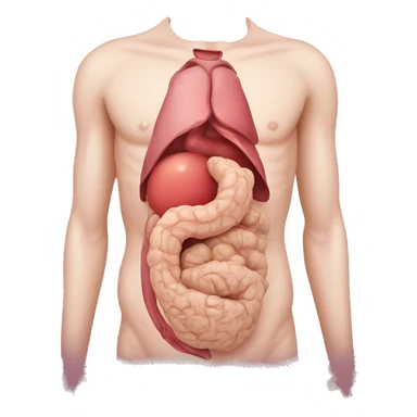 stomach anatomy sticker