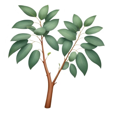 Cinematic Realistic Eucalyptus Emoji, Tall and graceful, with slender trunks covered in smooth, peeling bark and large, fragrant leaves. The eucalyptus trees sway gently in the breeze, releasing a calming aroma that fills the air. Soft glowing outline, capturing the essence of rugged beauty and natural serenity in a tall eucalyptus tree! sticker