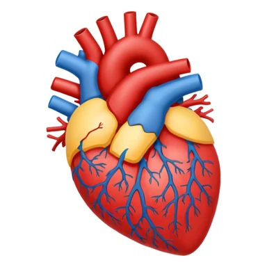 Cardiovascular system sticker