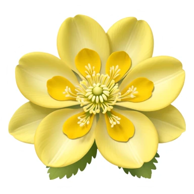 Yellow woodland anemone flowers sticker