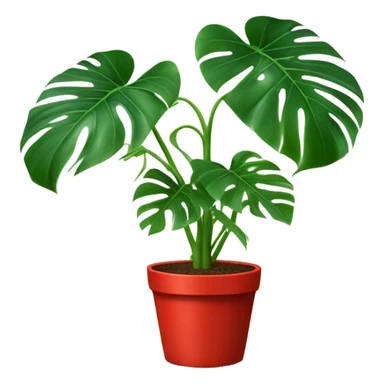 Grown monstera plant with a red pot sticker