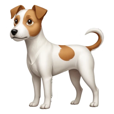 a full body large white parson russell terrier looking dog the size of a kelpie with light brown long ears and a light brown patch on one eye and a large snout sticker
