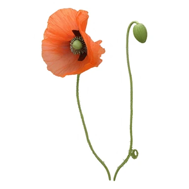 Sick Poppy flower sticker