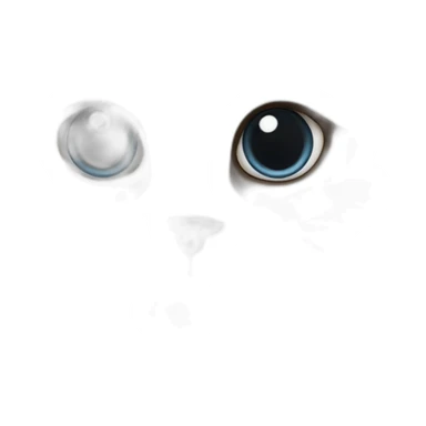 himalayan ragdoll cat with brown eyes sticker