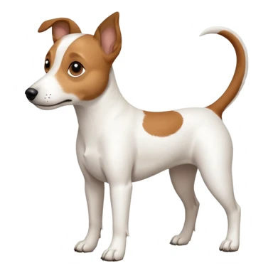 a full body white jack russel looking dog the size of a kelpie with light brown ears and a light brown patch on one eye, flopped down ears and a large snout sticker