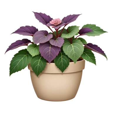 Begonia Rex in a beige pot with every leaf having a prominent spiral pattern in the center, greenish-purple leaves only sticker