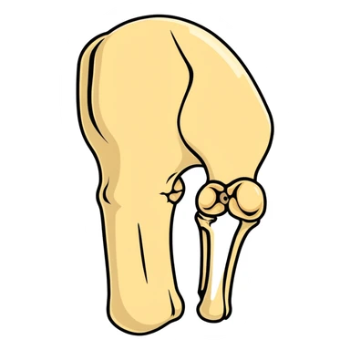 patella bone isolated, kneecap bone anatomical sticker