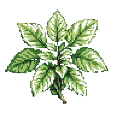 Fresh basil herb with green leaves sticker