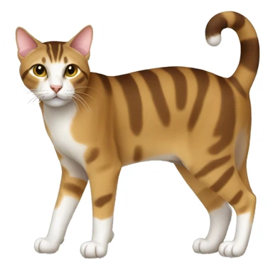 Sokoke Cat Breed Full Body sticker