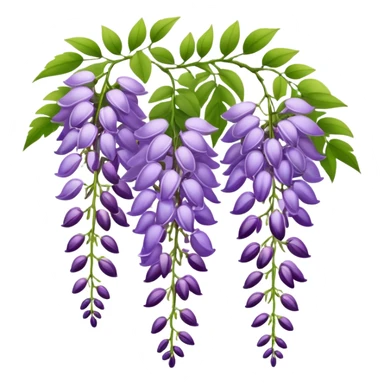 Elegant wisteria flower with cascading purple racemes hanging down and small green leaves sticker