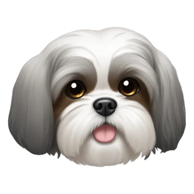 A shih tzu with gray body and black tips on ears and brown near eye corner sticker