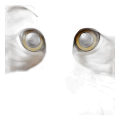 Brown maine coon cat sticker