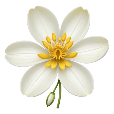 Flor licoris radiata sticker