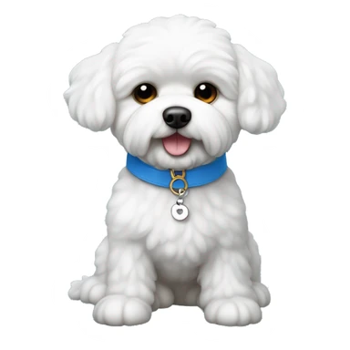 Perro bichon maltes con collar azul, con plaquita en forma de hueso, que dice Firto sticker