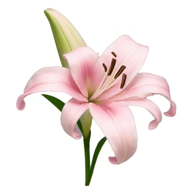 light pink lilium sticker