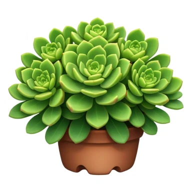 Sedum Pachyphyllum sticker