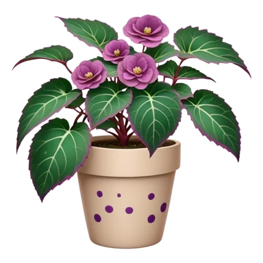 Begonia Rex plant in beige pot with only foliage, no flowers. Each leaf has dark green color, purple edges, white spots in middle, and clear spiral pattern at center where leaf grows sticker