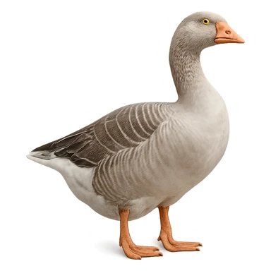 Goose sticker