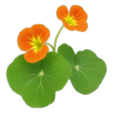 nasturtium sticker