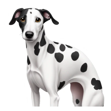 Black and white white withblack spots whippet dog
 sticker
