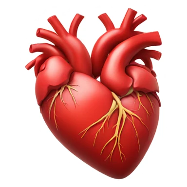 heart anatomy red  sticker