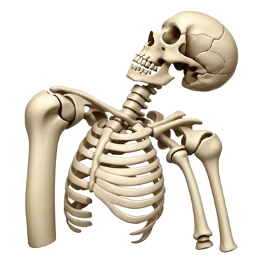 rotator cuff bones sticker