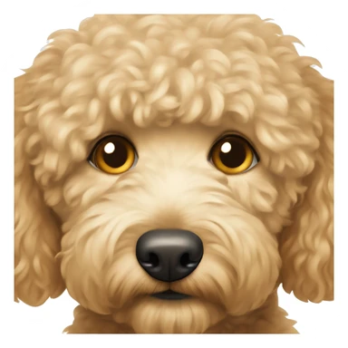 golden doodle with hazel eyes and rly light hair sticker