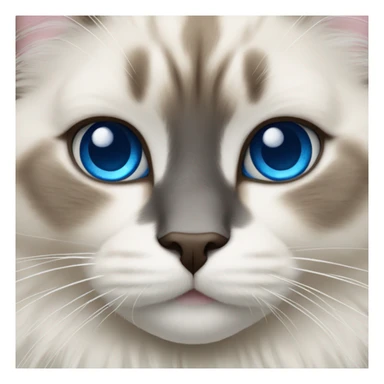 ragdoll cat with blue eyes sticker