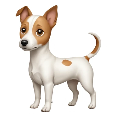a full body white jack russel looking dog the size of a kelpie with light brown ears and a light brown patch on one eye, flopped down ears and a large snout sticker