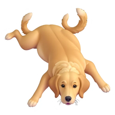 realistic golden retriever on its back, looking up, four legs up sticker