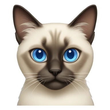 fluffy siamese cat with blue eyes  sticker