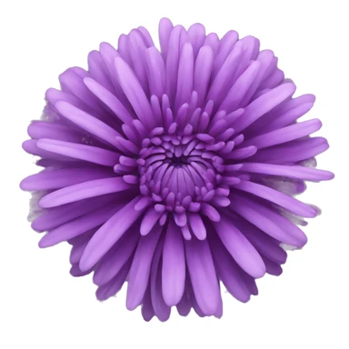 purple chrysanthemum  sticker