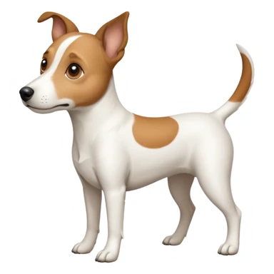 a full body white jack russel looking dog the size of a kelpie with light brown ears and a light brown patch on one eye, flopped down ears and a large snout sticker