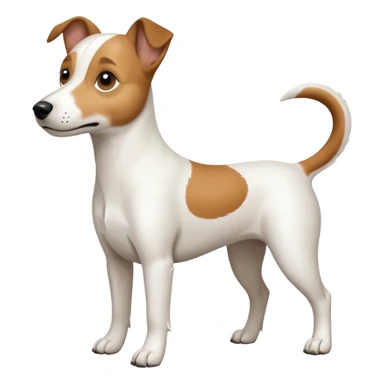 a full body white jack russel looking dog the size of a kelpie with light brown ears and a light brown patch on one eye, flopped down ears and a large snout sticker