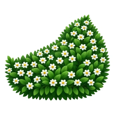 A dense bush with dark leaves and a curved organic shape with small white flower sticker