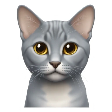 British short hair blue gold shaded  sticker