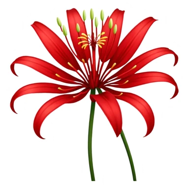 Red spider Lily flower sticker