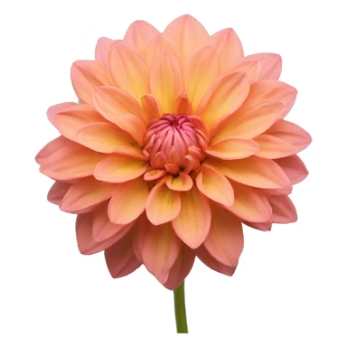 Salmon dahlia sticker