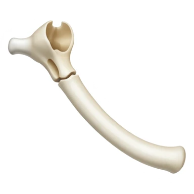 singular long anatomic bone sticker