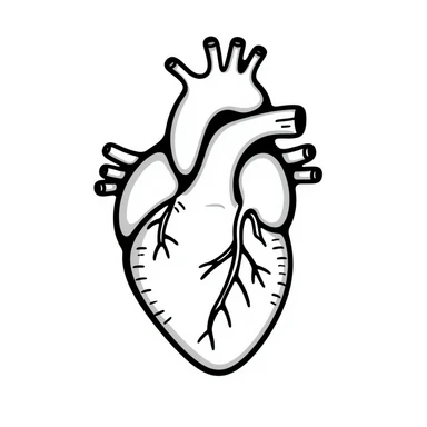 A heart drawn with hand-drawn lines, anatomical heart with chambers and arteries, medical diagram style with detailed internal structure sticker
