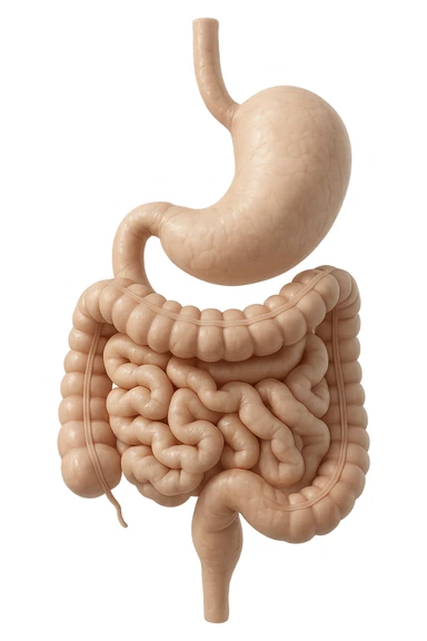 stomaco e intestino sono collegati, colore chiaro, iperrealistico 4k sticker
