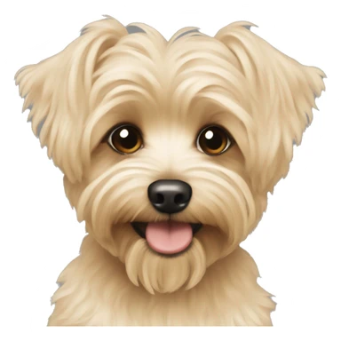 Cream colored Yorkipoo sticker