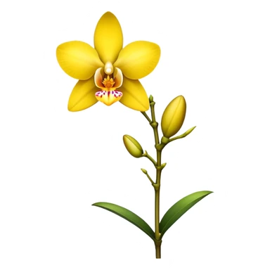 single yellow Dendrobium Orchid flower, stem sticker