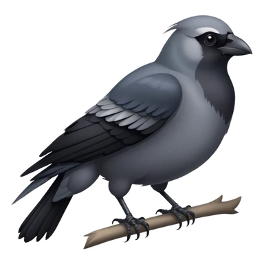 Realistic jackdaw sticker